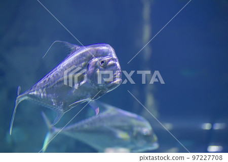 Large tropical fish on a blue background Large tropical fish on a blue background 97227708