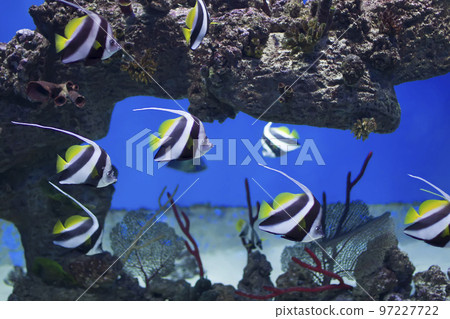 Zanclus cornutus.Exotic tropical fish on the background of corals and reefs.A flock of striped aquarium rub 97227722