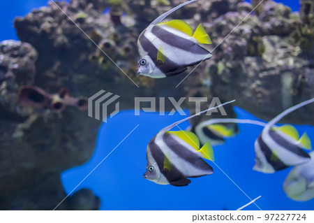 Zanclus cornutus.Exotic tropical fish on the background of corals and reefs.A flock of striped aquarium rub Zanclus cornutus.Exotic tropical fish on the background of corals and reefs.A flock of striped aquarium rub 97227724
