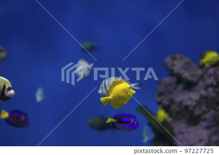 Multi-colored tropical fish on the background of reefs and corals. Multi-colored tropical fish on the background of reefs and corals. 97227725