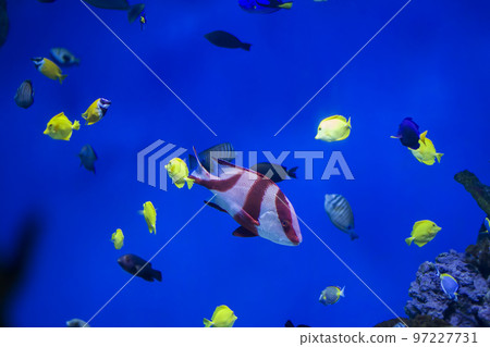 Multi-colored tropical fish on the background of reefs and corals. Multi-colored tropical fish on the background of reefs and corals. 97227731