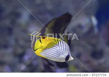 Sea fox fish on the sea background 97227734