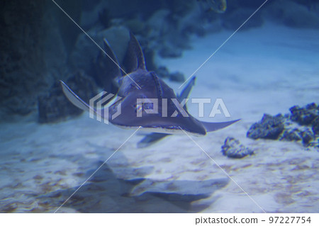 Flat sea shark in blue water 97227754