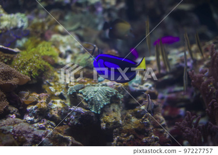 Blue bright fish surgeon on the background of multi-colored corals. 97227757