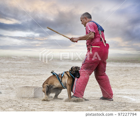 training of belgian shepherd 97227794