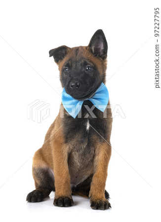 puppy malinois in studio 97227795