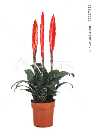 vriesera in studio vriesera in studio 97227811