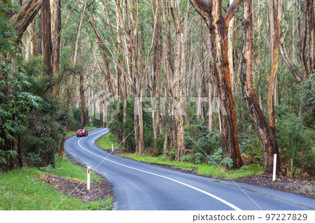 A car in the Otway Rain Forest A car in the Otway Rain Forest 97227829