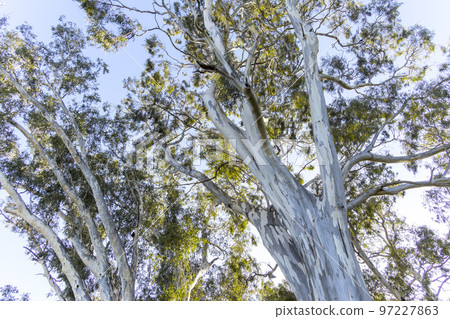 Large eucalyptus gum trees in regional Australia 97227863