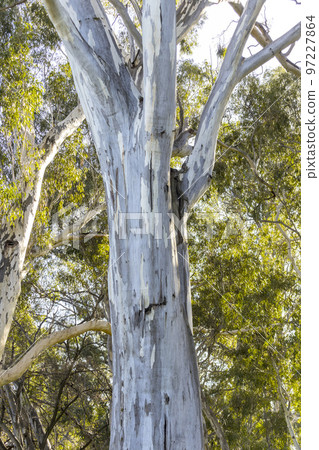 Large eucalyptus gum trees in regional Australia Large eucalyptus gum trees in regional Australia 97227864