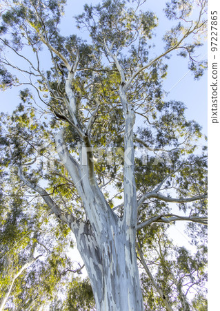 Large eucalyptus gum trees in regional Australia Large eucalyptus gum trees in regional Australia 97227865