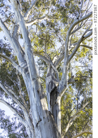 Large eucalyptus gum trees in regional Australia Large eucalyptus gum trees in regional Australia 97227867