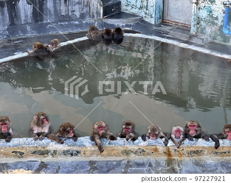 A monkey immersed in a hot spring 97227921