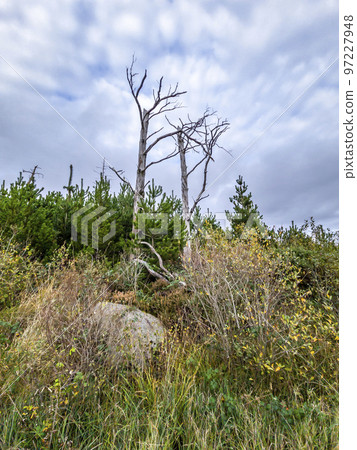 Dead tree in peatbog in County Donegal, Ireland 97227948