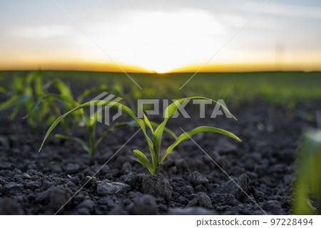 Corn, maize plantation. Stem of organic sweet corn on soil on agricultural field. Corn, maize plantation. Stem of organic sweet corn on soil on agricultural field. 97228494