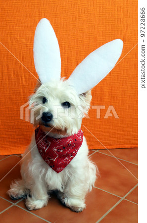 West highland white terrier dog westie as symbol of New Year with ears like a white rabbit hare. New years background, christmas card 97228666