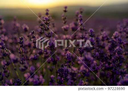 Lavender flower close-up in a lavender field against a sunset background. 97228690