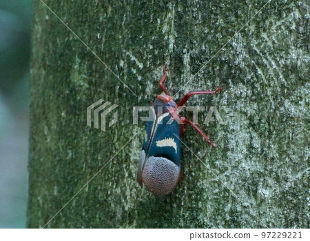 Primitive cicada companion. At a nature reserve in Sulawesi. Primitive cicada companion. At a nature reserve in Sulawesi. 97229221