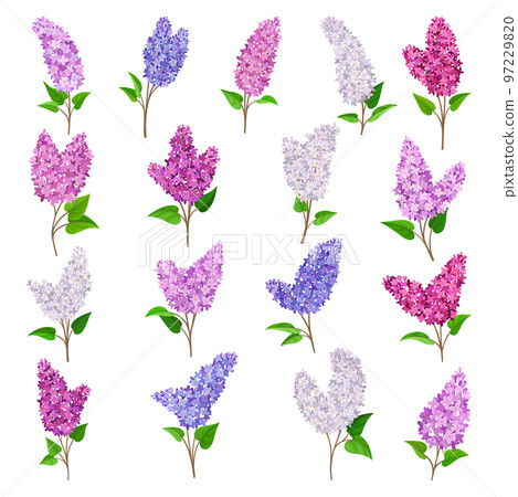 Lilac Lush Flower on Stem with Green Leaf Big Vector Set 97229820