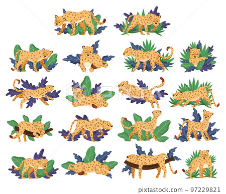 Leopard with Spotted Coat in Tropical Exotic Foliage Big Vector Set 97229821