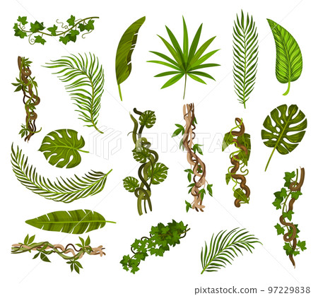 Tropical Foliage and Liana or Vines Big Vector Set Tropical Foliage and Liana or Vines Big Vector Set 97229838