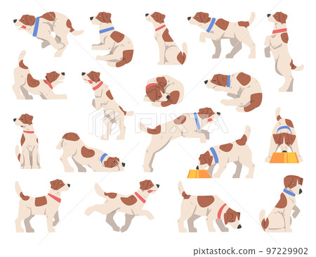 Jack Russel Terrier Dog Puppy with Collar in Different Pose Big Vector Set 97229902