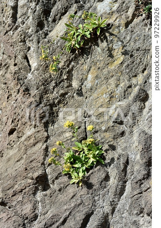 Crepidiastrum flower Crepidiastrum flower 97229926