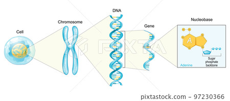Structure of Cell. From Nucleobase like adenine to Gene, DNA and Chromosome. 97230366