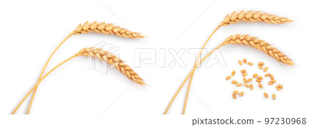 ears of wheat isolated on white background. Top view 97230968