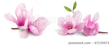 Pink magnolia flower isolated on white background with full depth of field 97230973