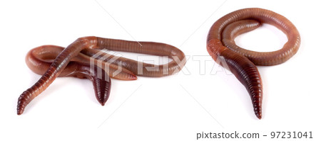 Two earthworms isolated on white background close-up Two earthworms isolated on white background close-up 97231041