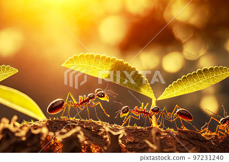 Small brown ants carrying and crawling along tree branch 97231240