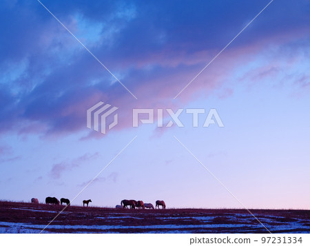 日出和北海道馬 97231334