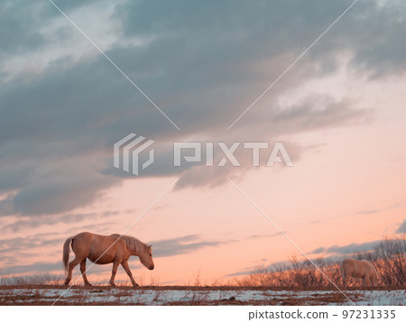 日出和北海道馬 97231335