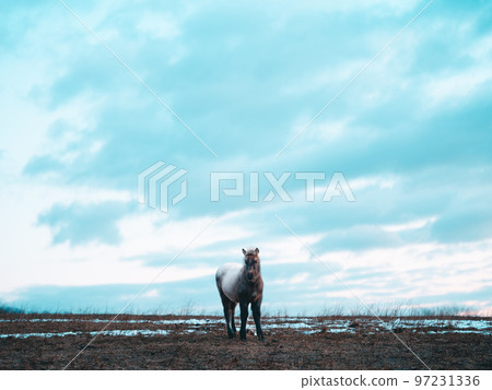 日出和北海道馬 日出和北海道馬 97231336