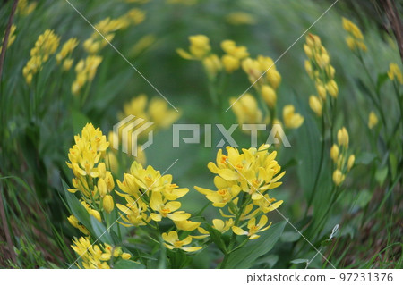 金蘭簇生 97231376