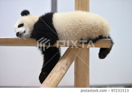Yuihama relaxing on playground equipment Yuihama relaxing on playground equipment 97231513