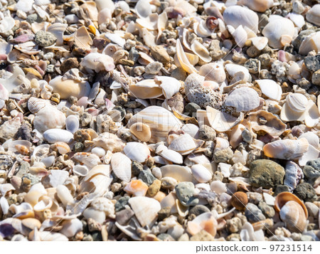 Sandy beach with lots of shells. Sandy beach with lots of shells. 97231514