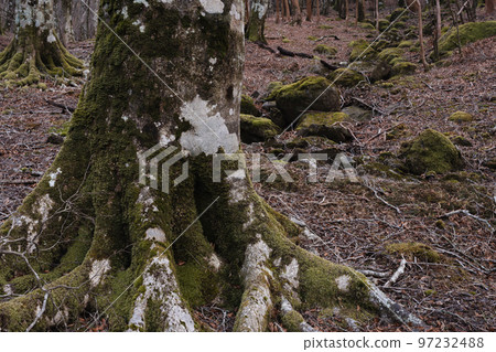 冬天的天城山山毛櫸林 冬天的天城山山毛櫸林 97232488