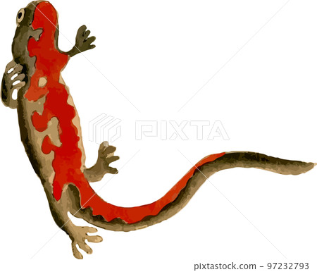 紅腹蠑螈 1 97232793