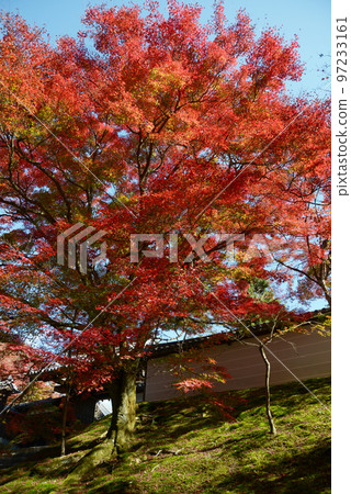 京都市左京區秋天的萬壽院白柵欄和紅葉 京都市左京區秋天的萬壽院白柵欄和紅葉 97233161