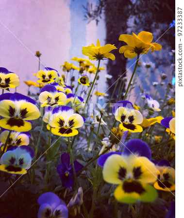 Pansy Pansy 97233387