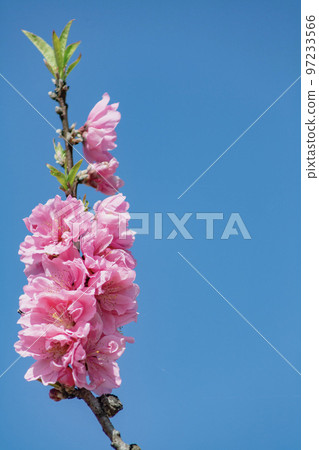 粉紅色的桃花 粉紅色的桃花 97233566