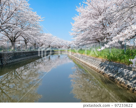 鳥瞰“埼玉縣”見沼稻田一排排櫻花樹 日本最好的櫻花走廊 97233622