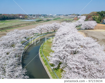 Aerial view "Saitama Prefecture" Minuma rice field row of cherry blossom trees Japan's best cherry blossom corridor 97233634