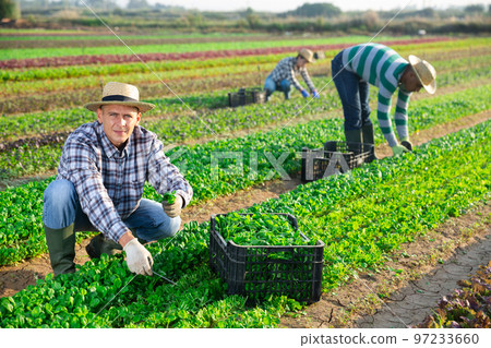 Male farmer harvesting corn salad on farm Male farmer harvesting corn salad on farm 97233660