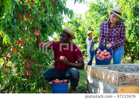 People gathering harvest of peaches in farm orchard 97233676