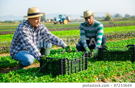 Farmers gathering in crops of young corn salad on farm field Farmers gathering in crops of young corn salad on farm field 97233684