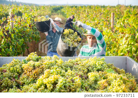 Hispanic man owner of vineyard pouring crop of grapes in truck 97233711