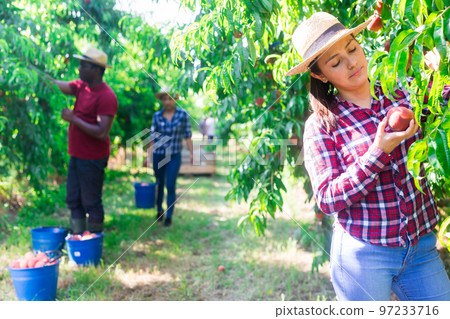 Successful female gardener with peaches in orchard on sunny day Successful female gardener with peaches in orchard on sunny day 97233716